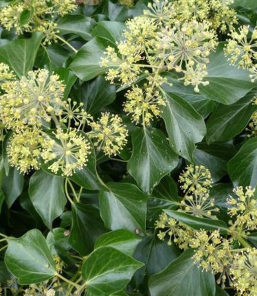 Hedera helix 'Arborescens'